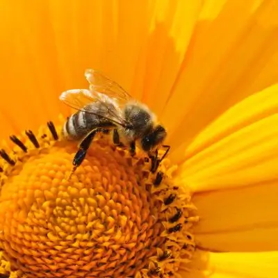 bee on a flower