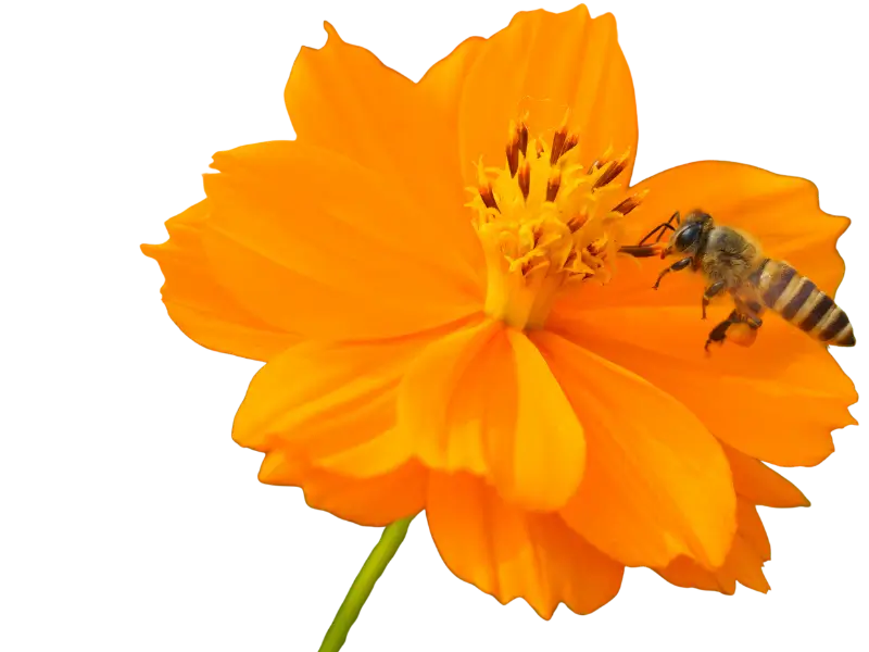 forager bee
