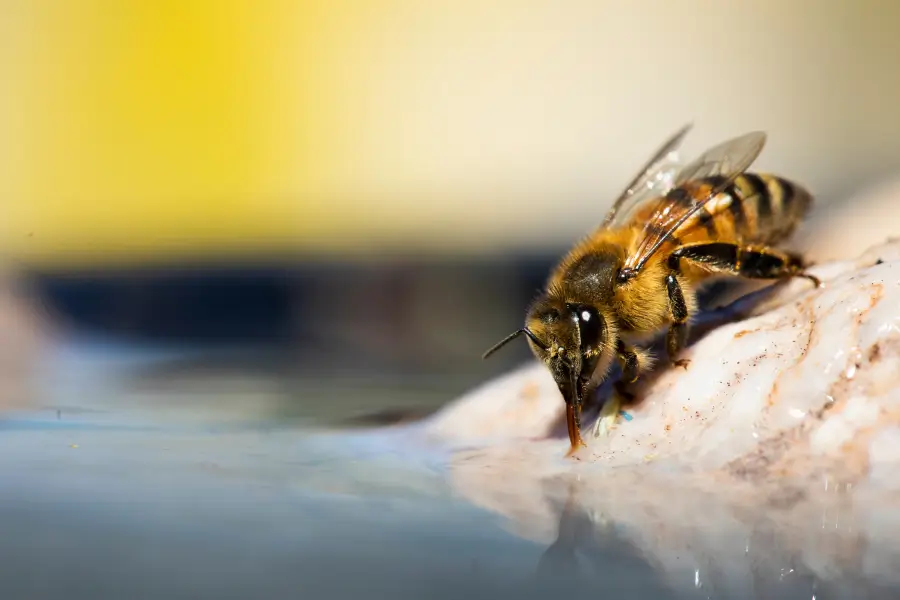 Drinking bee