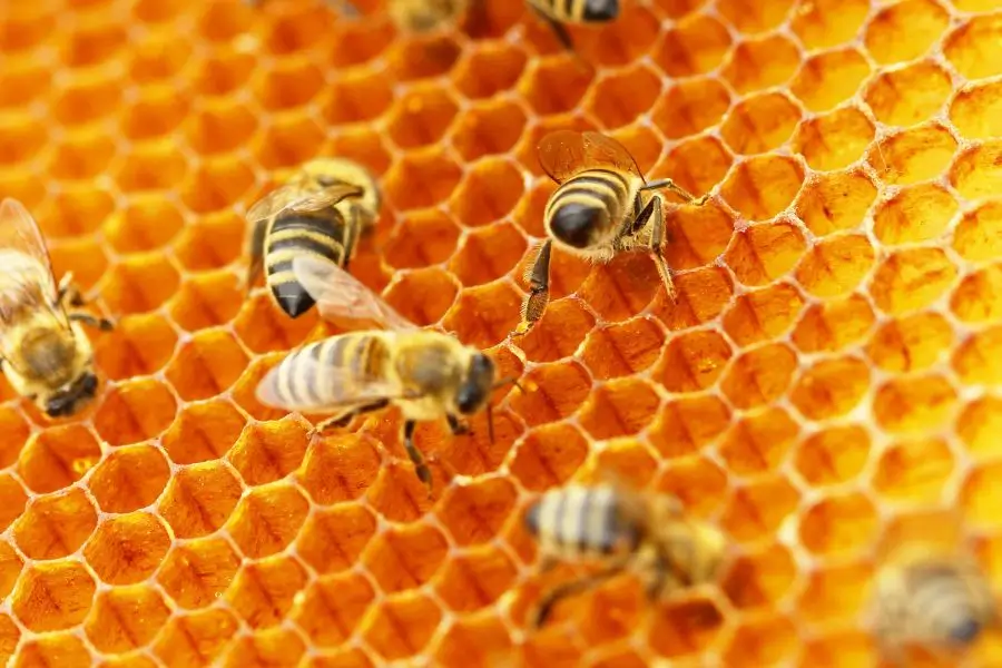 bees