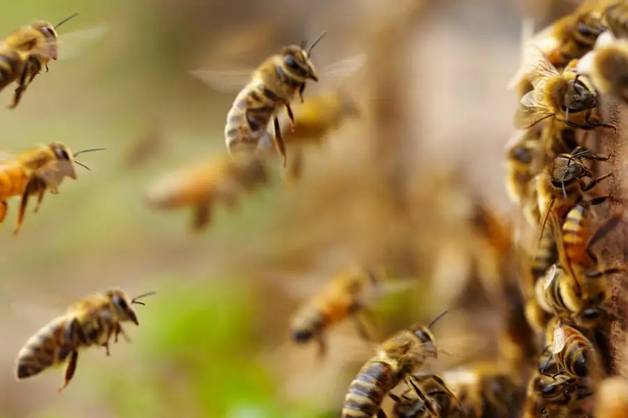 bees_1