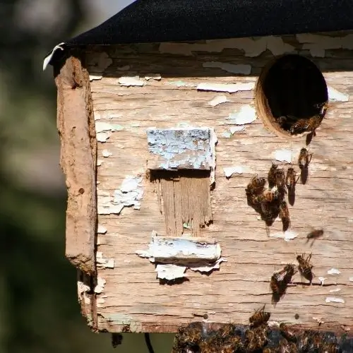 bees images